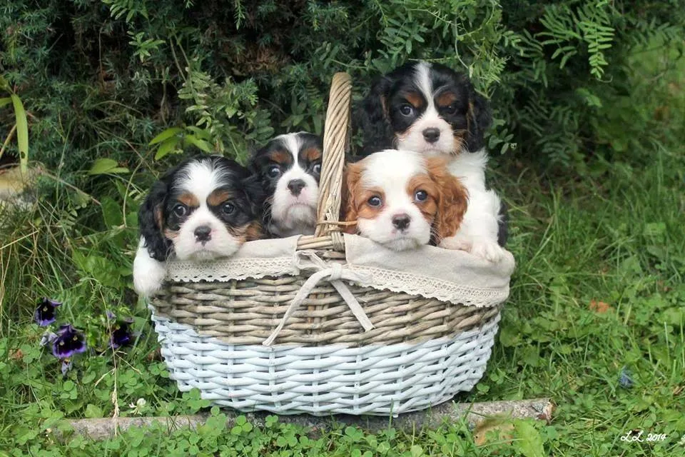 Hapsutassun Kennel - Uusimaa pet otel