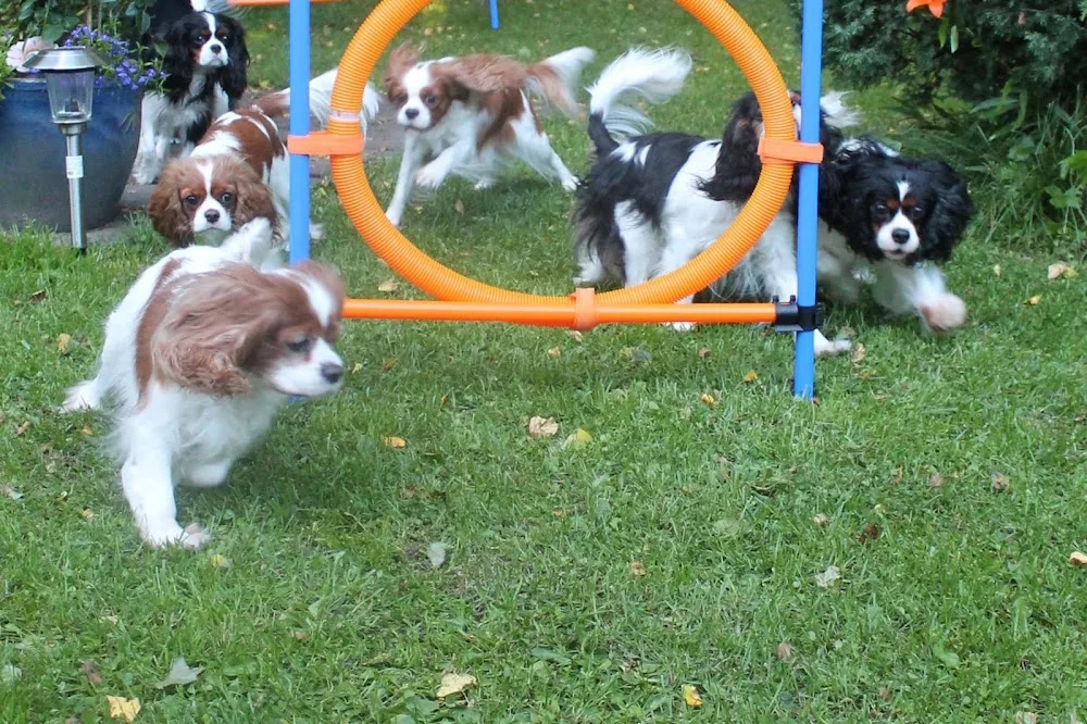 Hapsutassun Kennel - Uusimaa pet otel görseli 3