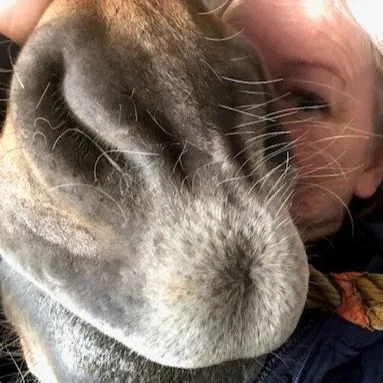 Kennel Juppsguard - Uusimaa pet otel görseli 4