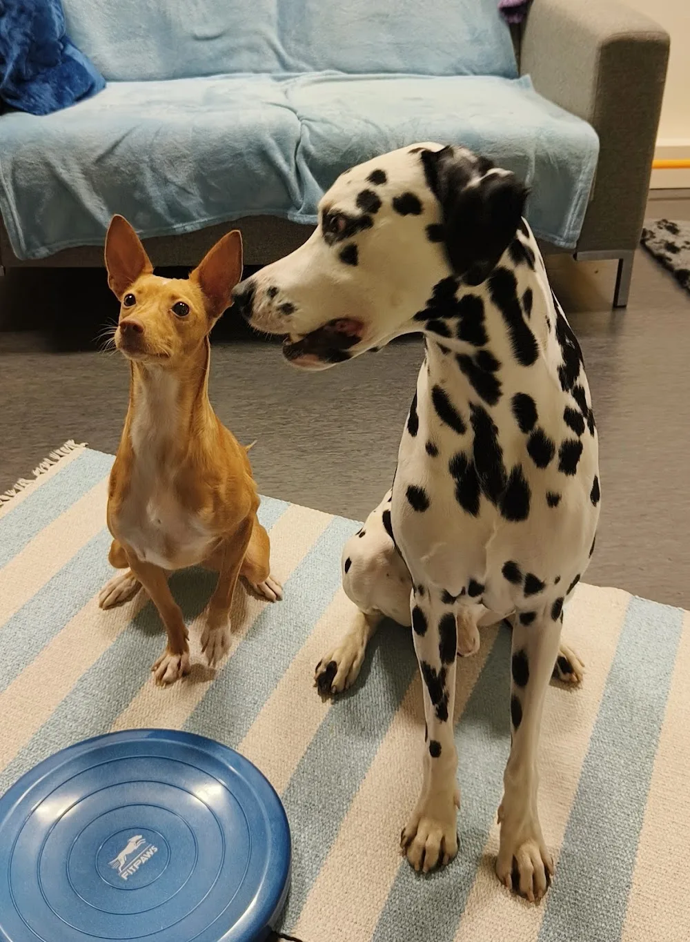 Keravan Koirahoitola Ainoa Oy - Uusimaa pet otel