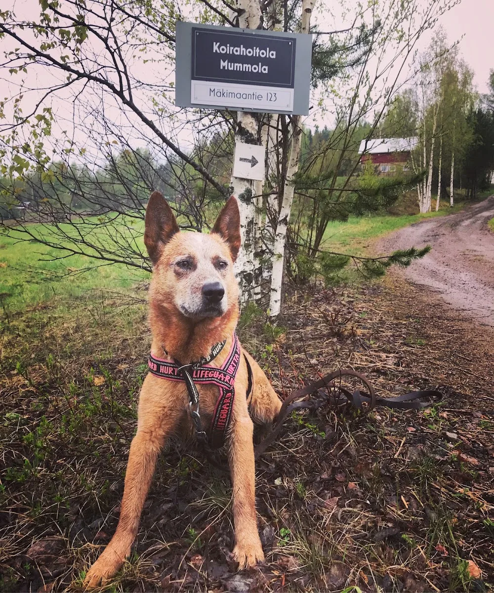 Koirahoitola Mummola - Uusimaa pet otel