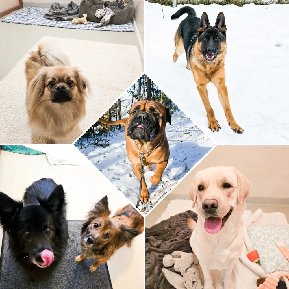 Uudenmaan koirahoitola Oy - Uusimaa pet otel görseli 3