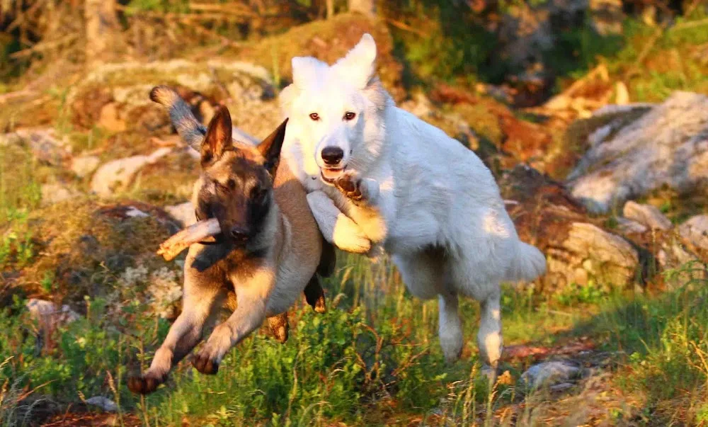 Vihdin Koirahoitola - Uusimaa pet otel