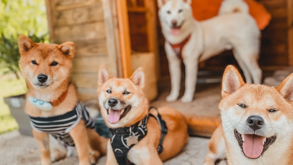 Pension de woof - Val-de-Marne pet otel
