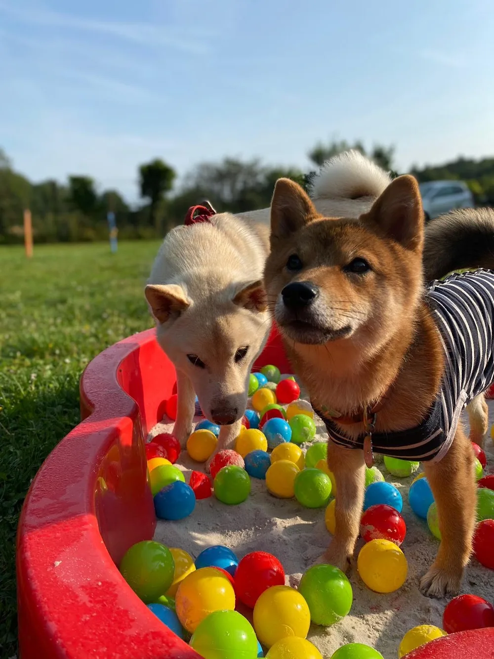Pension de woof - Val-de-Marne pet otel görseli 3
