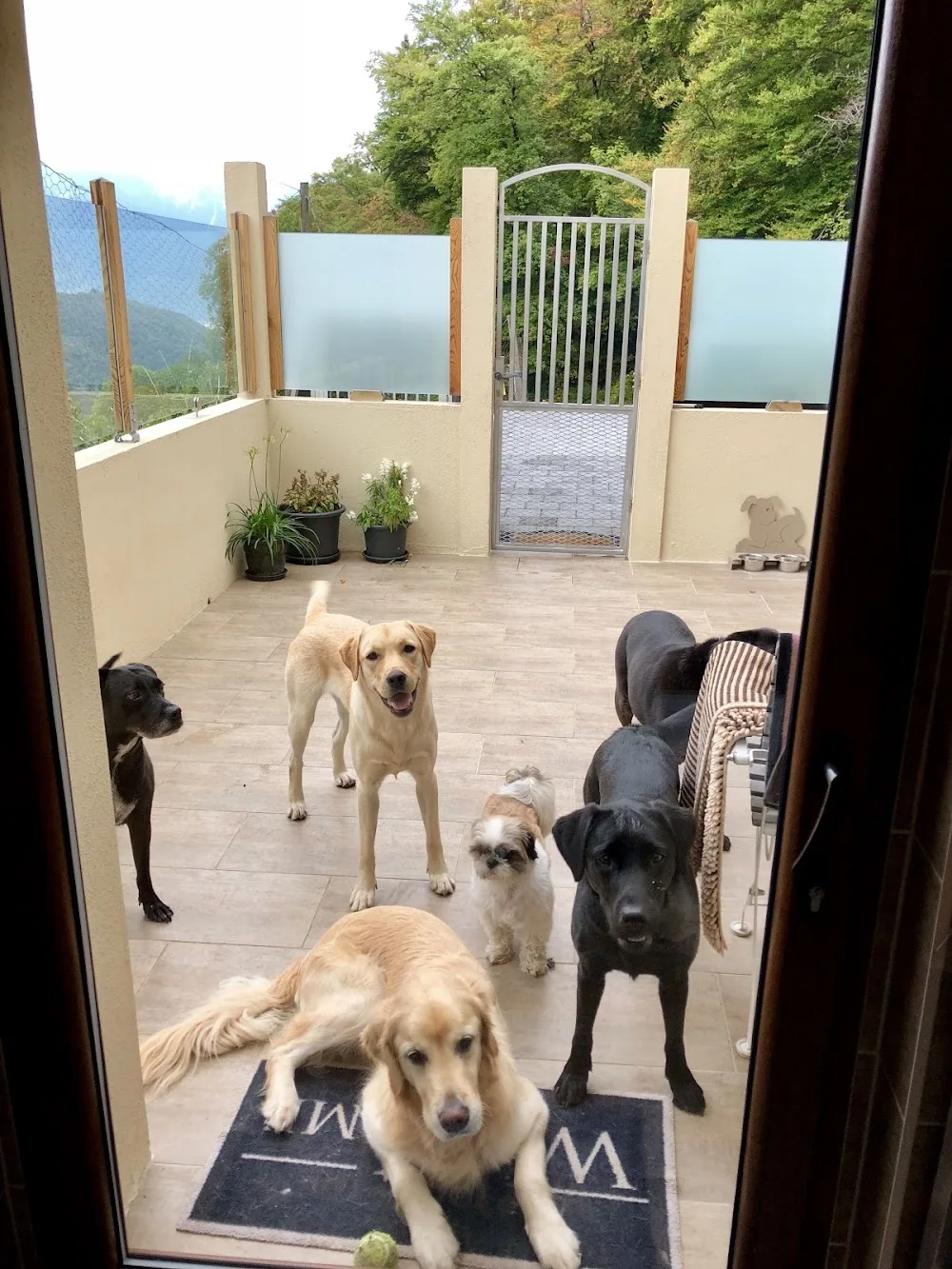 Happy Dogs Aigle - Valais pet otel görseli 3