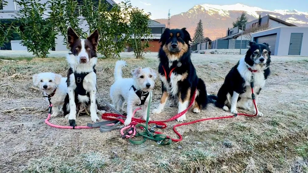 Les Pattes-Trotters - Valais pet otel