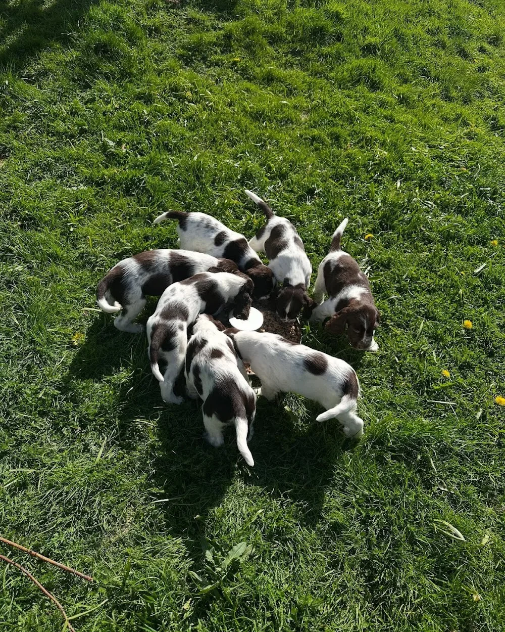 Kennel Barecho - Valbo pet otel görseli 3