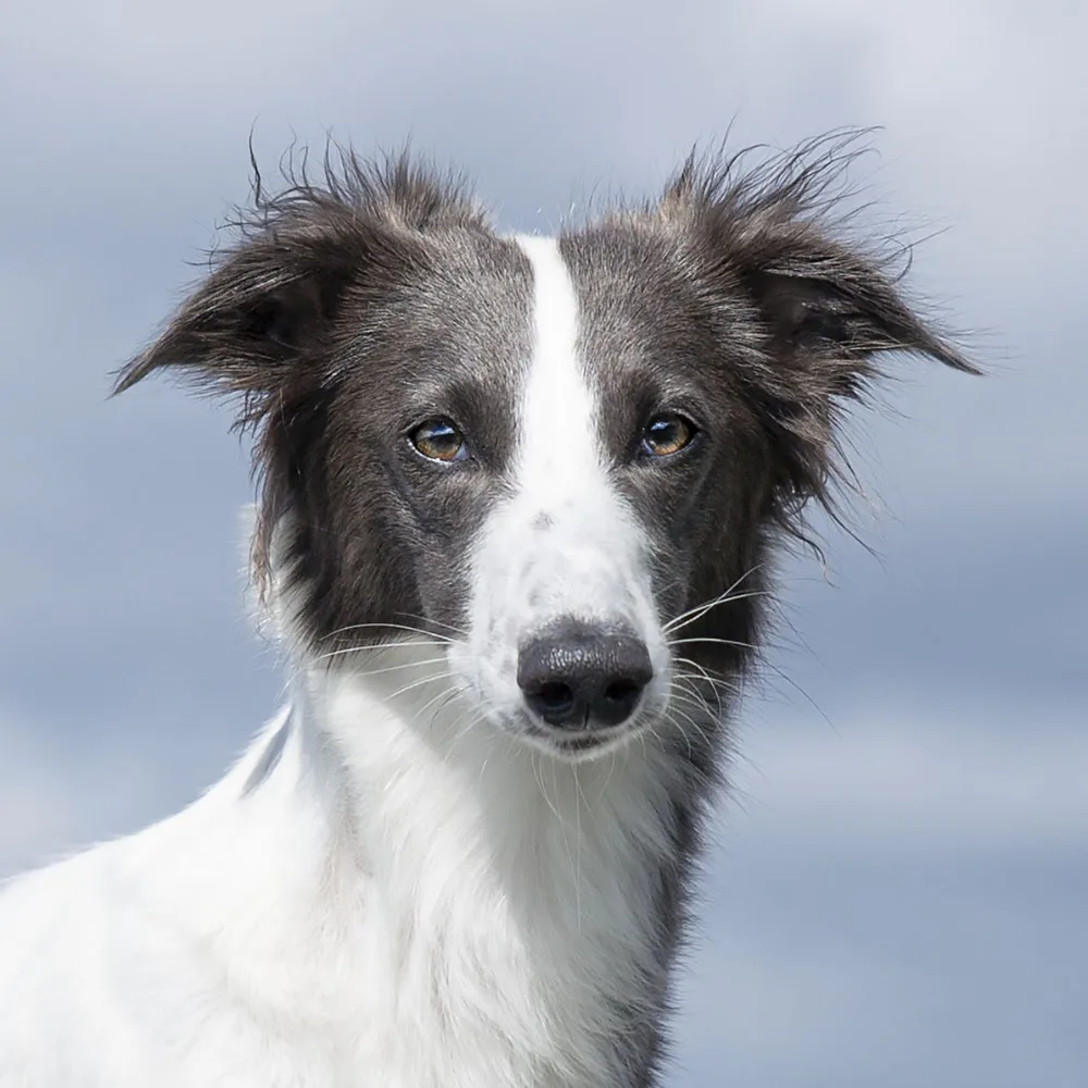 KENNEL SVENSKA WINDSPRITE - Valbo pet otel
