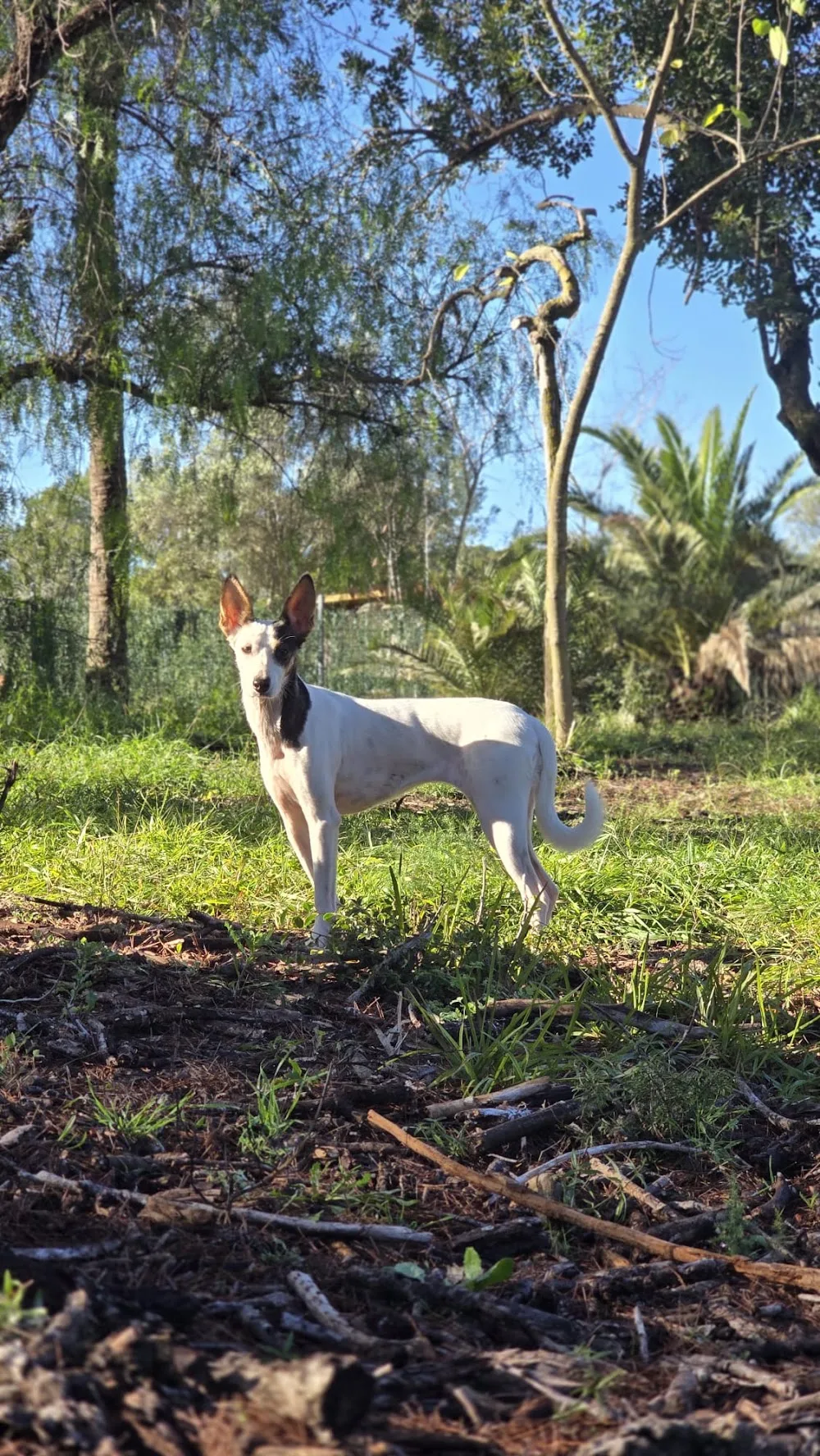 Canimals - Valencian Community pet otel
