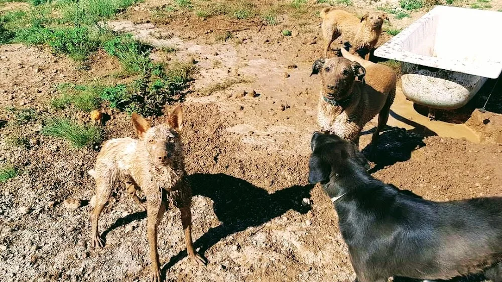 Centro canino La Serranía - Valencian Community pet otel