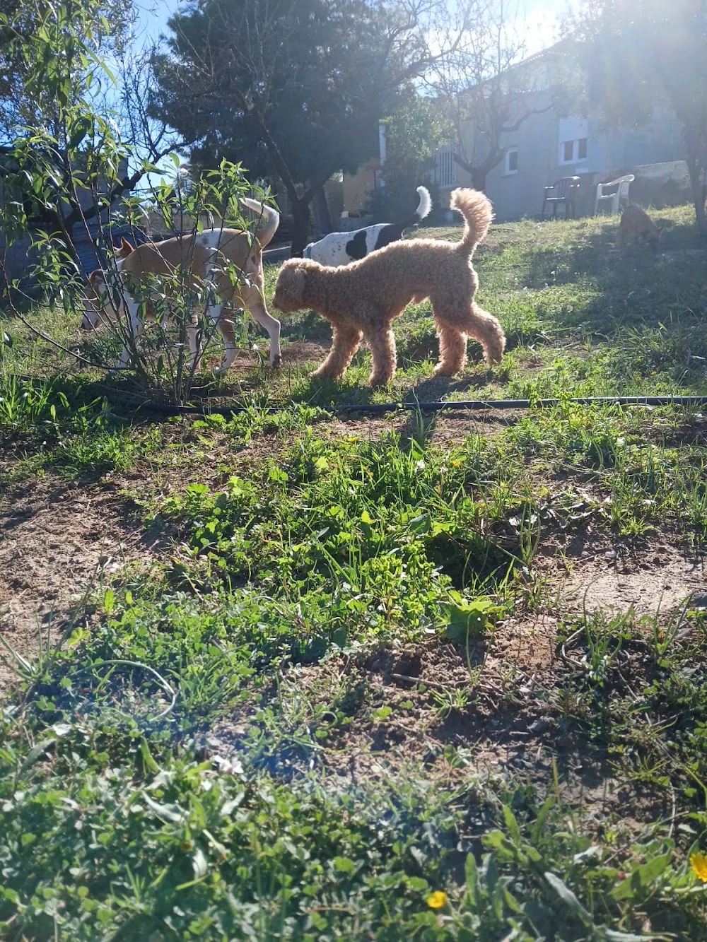 CUIDADO CANINO FAMILIAR Y CUIDADOS A DOMICILIO KANDARA J&M - Valencian Community pet otel