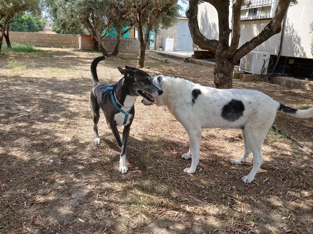 CUIDADO CANINO FAMILIAR Y CUIDADOS A DOMICILIO KANDARA J&M - Valencian Community pet otel görseli 3