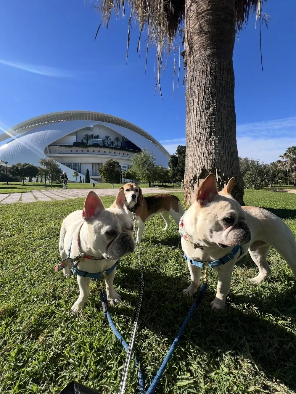 Dog Life - Valencian Community pet otel