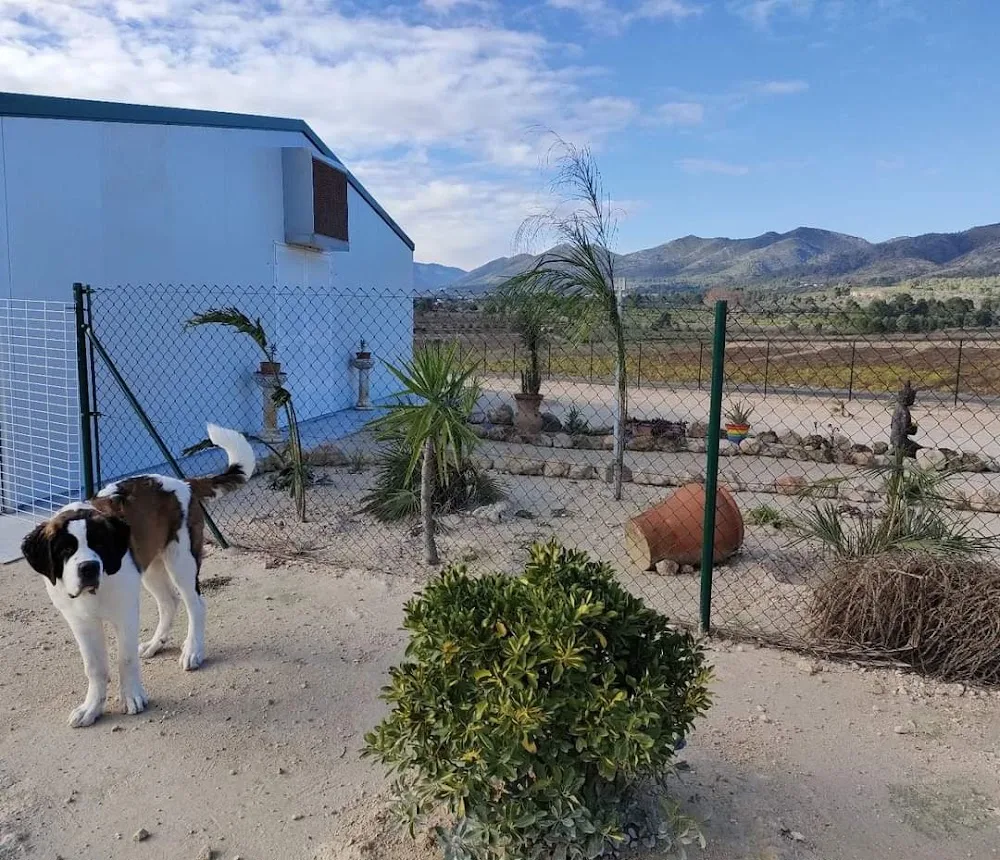 Hotel Caní Asiatic Park. Residencia canina. - Valencian Community pet otel