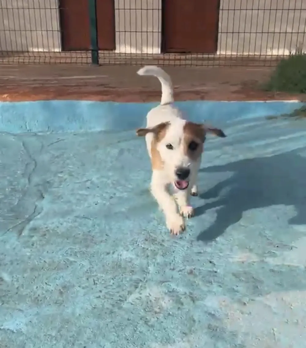Hotel Canino El Parque - Valencian Community pet otel görseli 3