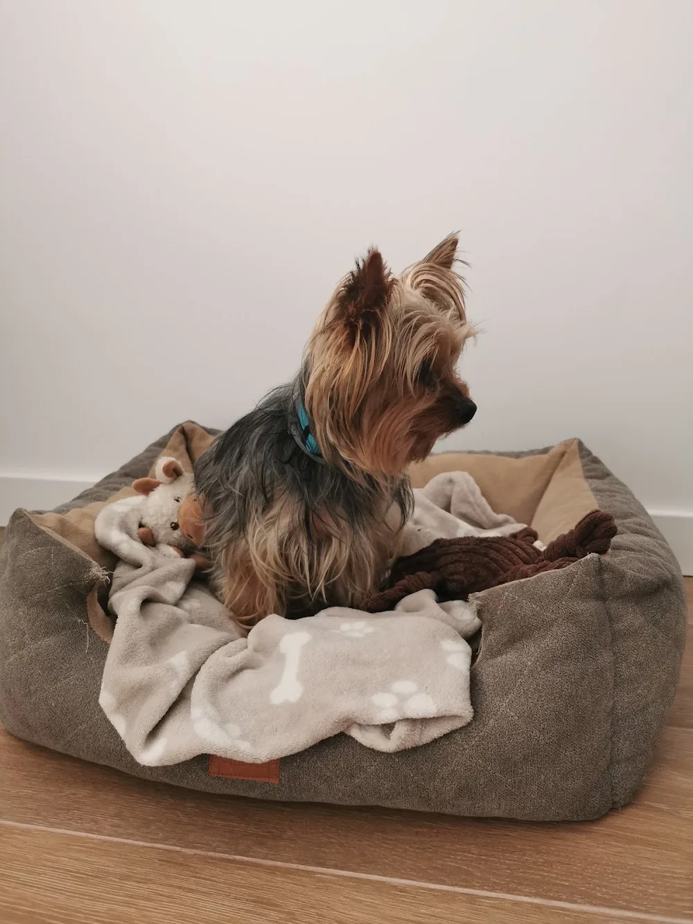 Hotel para Tu Dog - Valencian Community pet otel