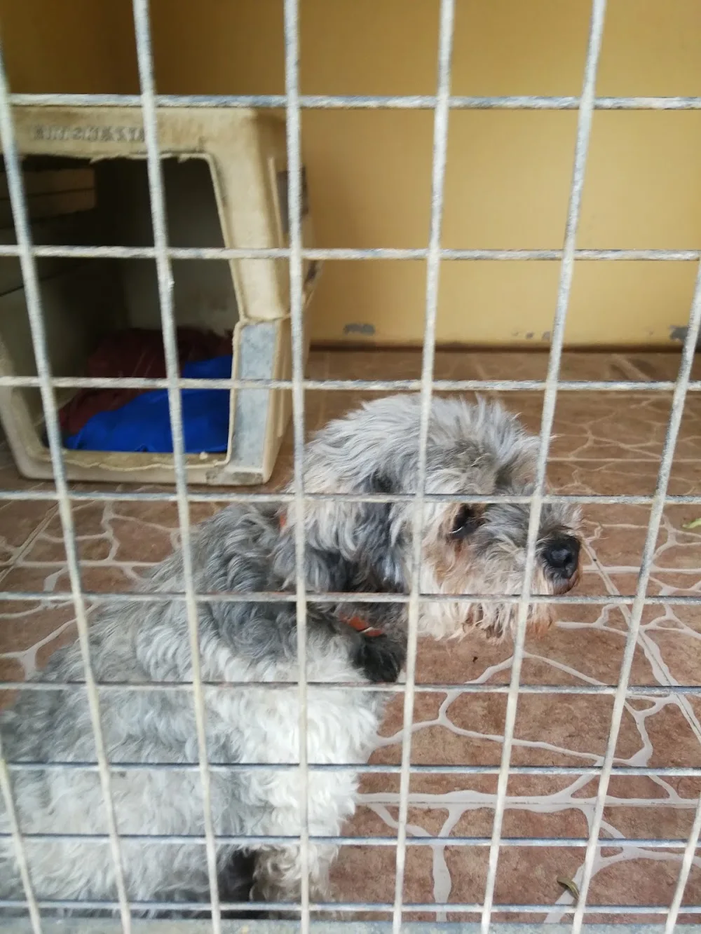 La pinada - Valencian Community pet otel