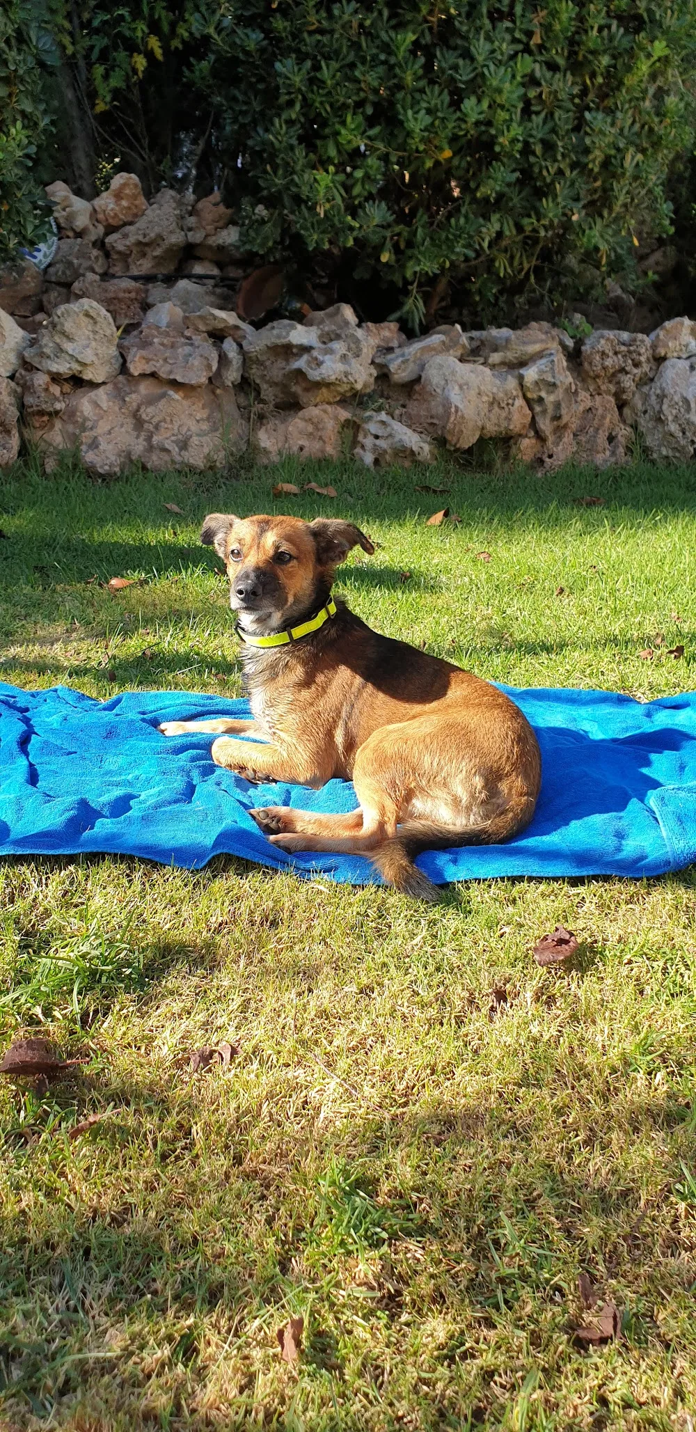 La pinada - Valencian Community pet otel görseli 3