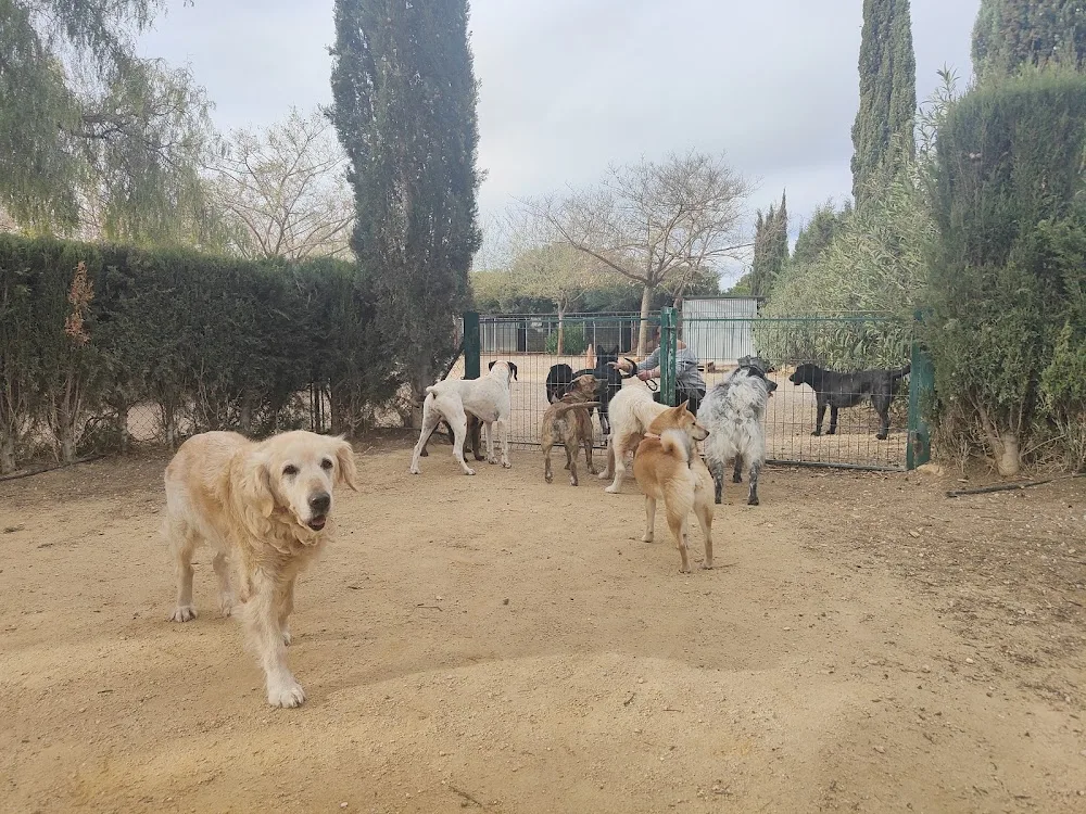 La Pradera Residencia Canina en Valencia - Valencian Community pet otel görseli 3