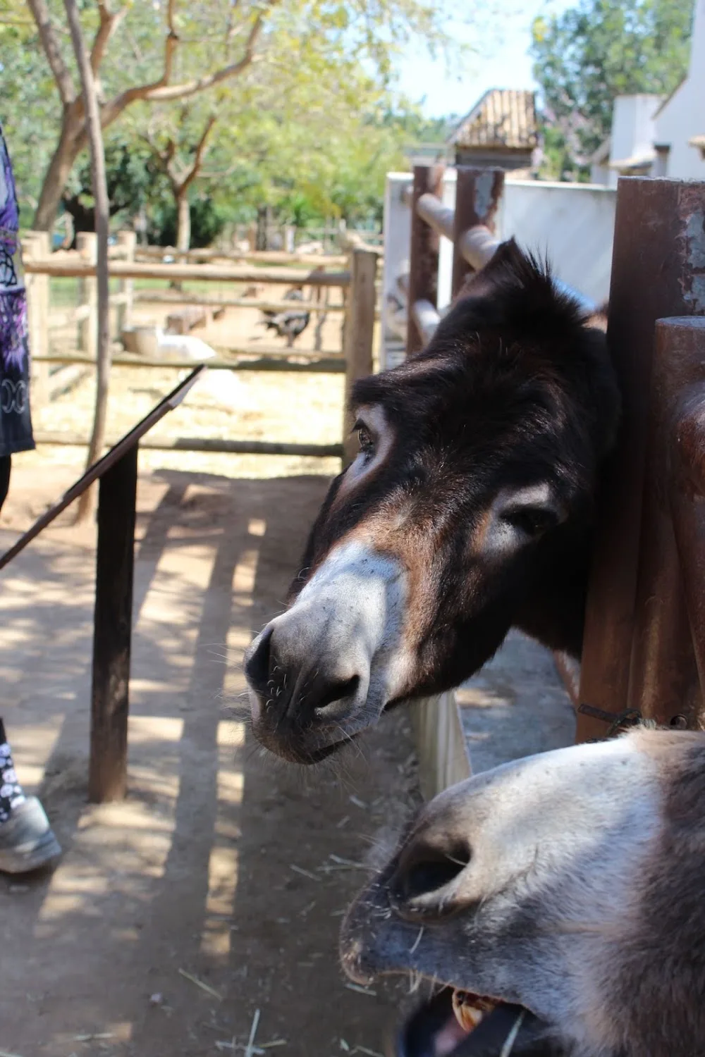 La Villa Hotel Canino - Valencian Community pet otel görseli 2
