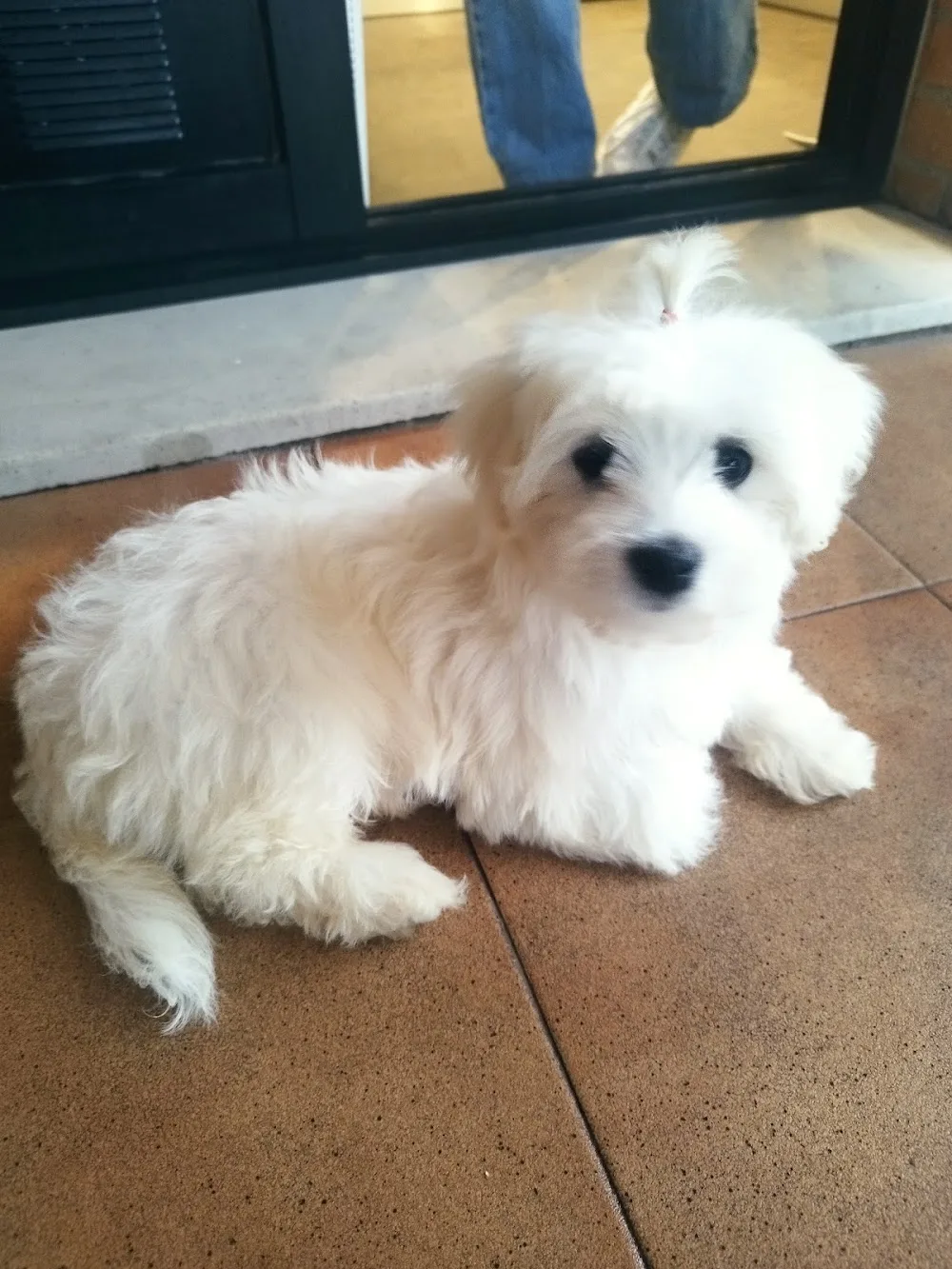 Residencia Canina Chichet - Valencian Community pet otel görseli 2