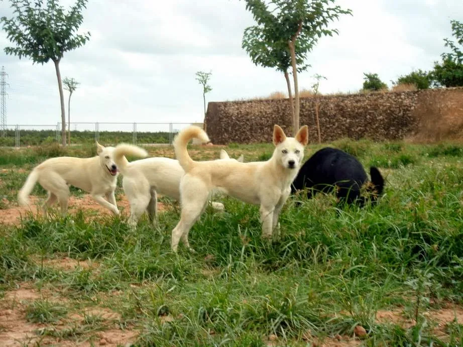 Residencia Canina de Pichera - Valencian Community pet otel görseli 2