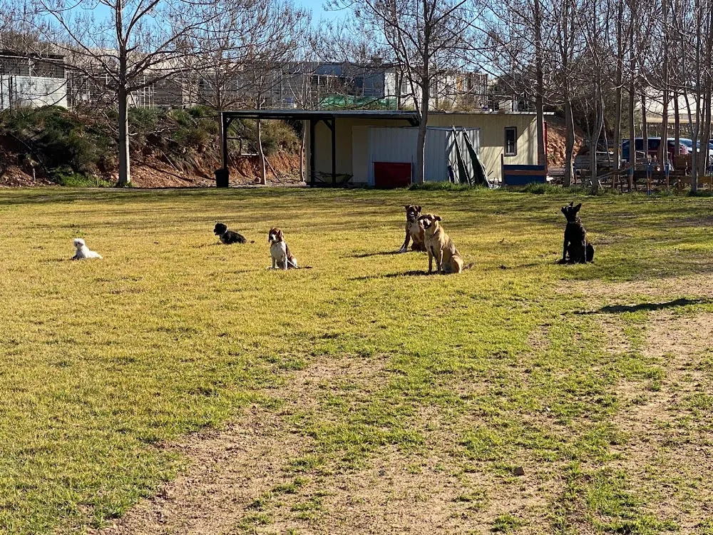 Residencia Canina Del Xiquet - Valencian Community pet otel görseli 3