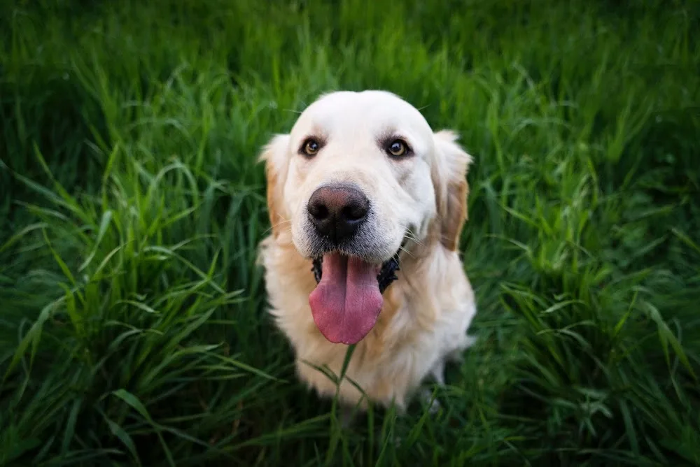 Residencia Canina Devesa Gardens Valencia - Valencian Community pet otel görseli 3
