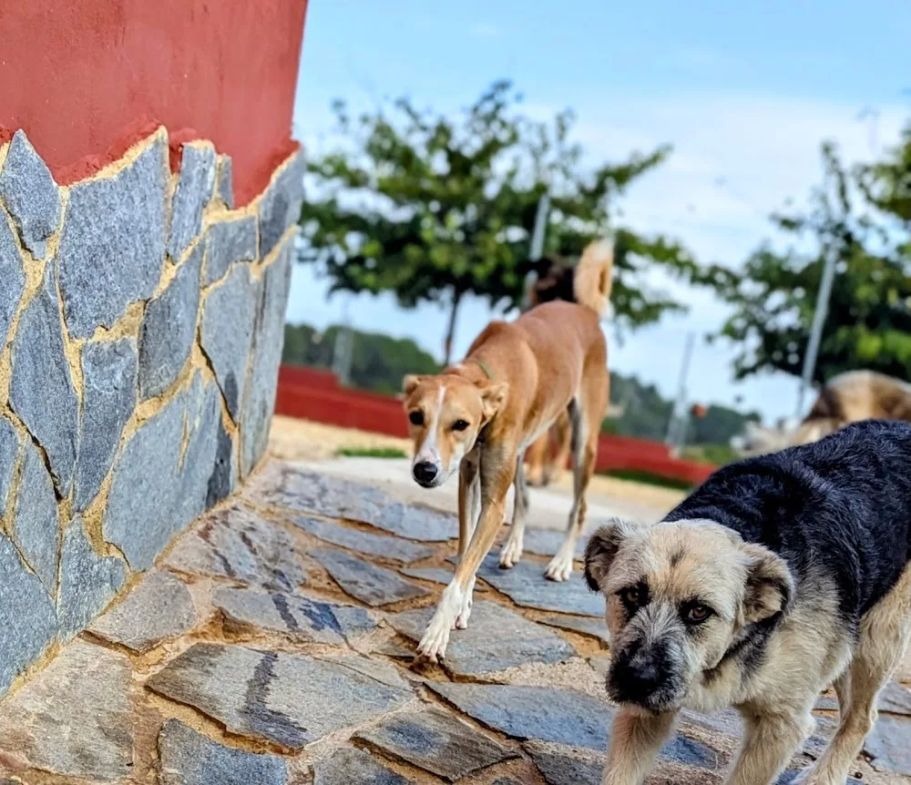 Residencia Canina ecoCan - Valencian Community pet otel