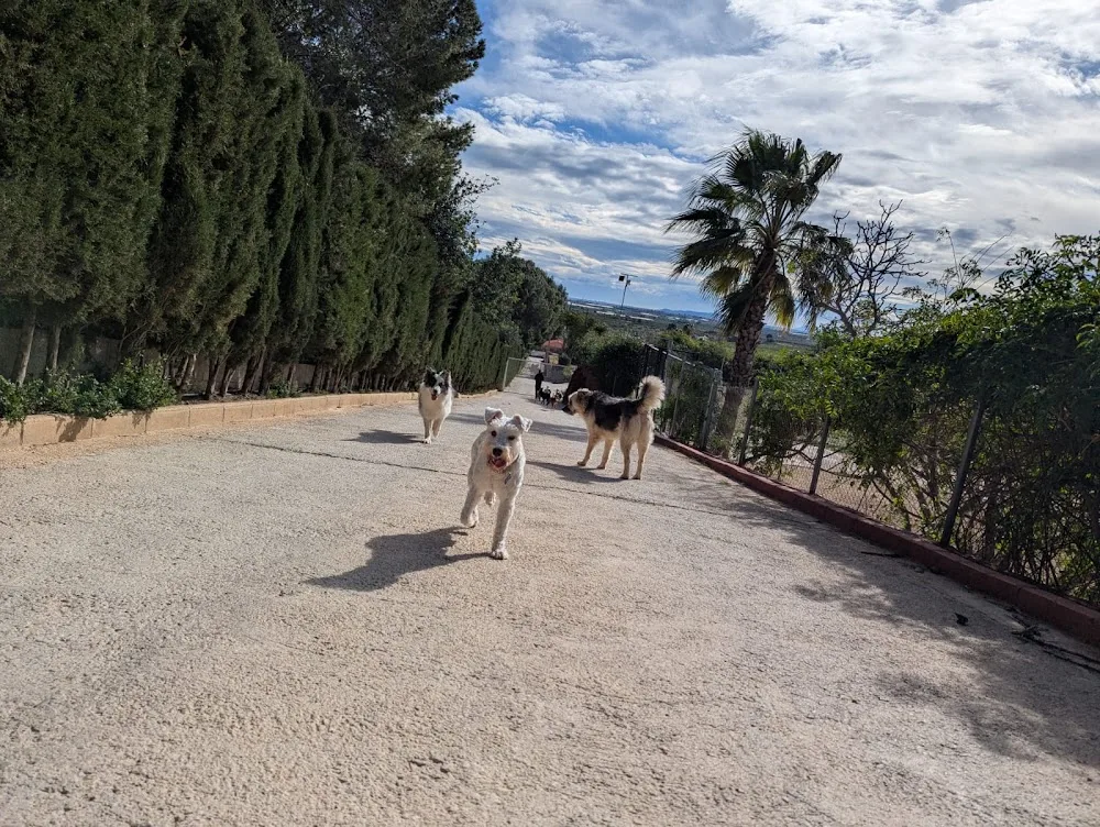 Residencia Canina ecoCan - Valencian Community pet otel görseli 3