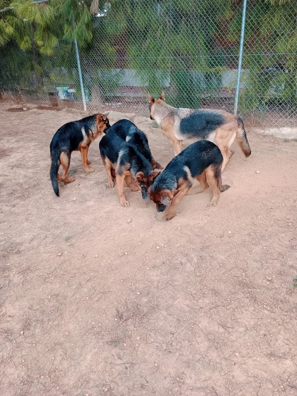 RESIDENCIA CANINA HELEN KELLER - Valencian Community pet otel