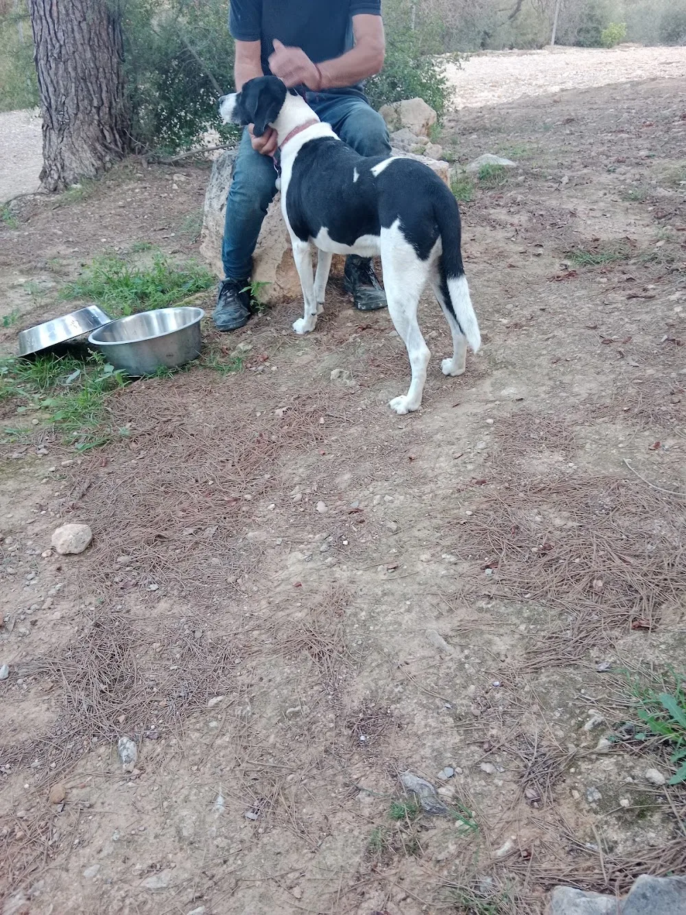 RESIDENCIA CANINA HELEN KELLER - Valencian Community pet otel görseli 3