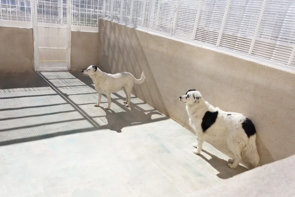 Residencia Canina LA NAHORA - Valencian Community pet otel görseli 2