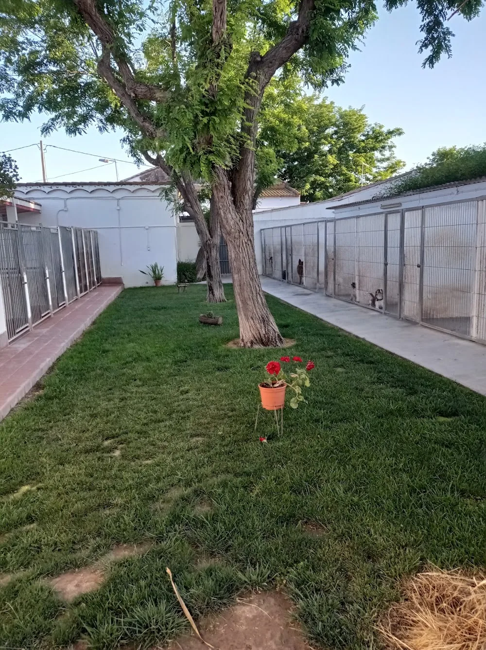 Residencia Canina Saboya - Valencian Community pet otel görseli 3
