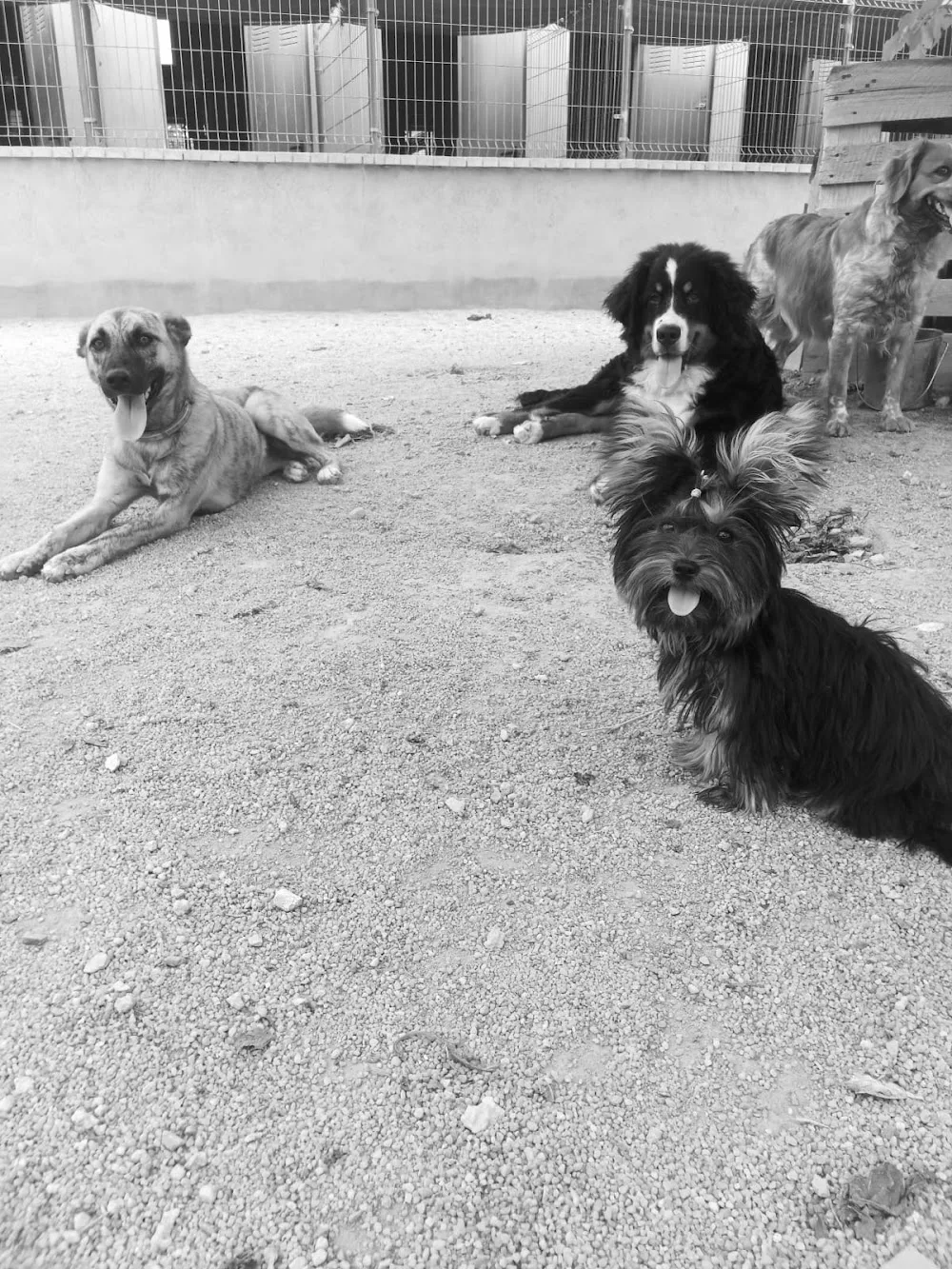 Residencia Canina Sagunto - Valencian Community pet otel