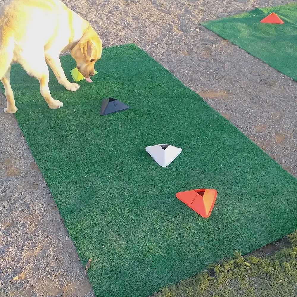 Residencia Canina Sagunto - Valencian Community pet otel görseli 3