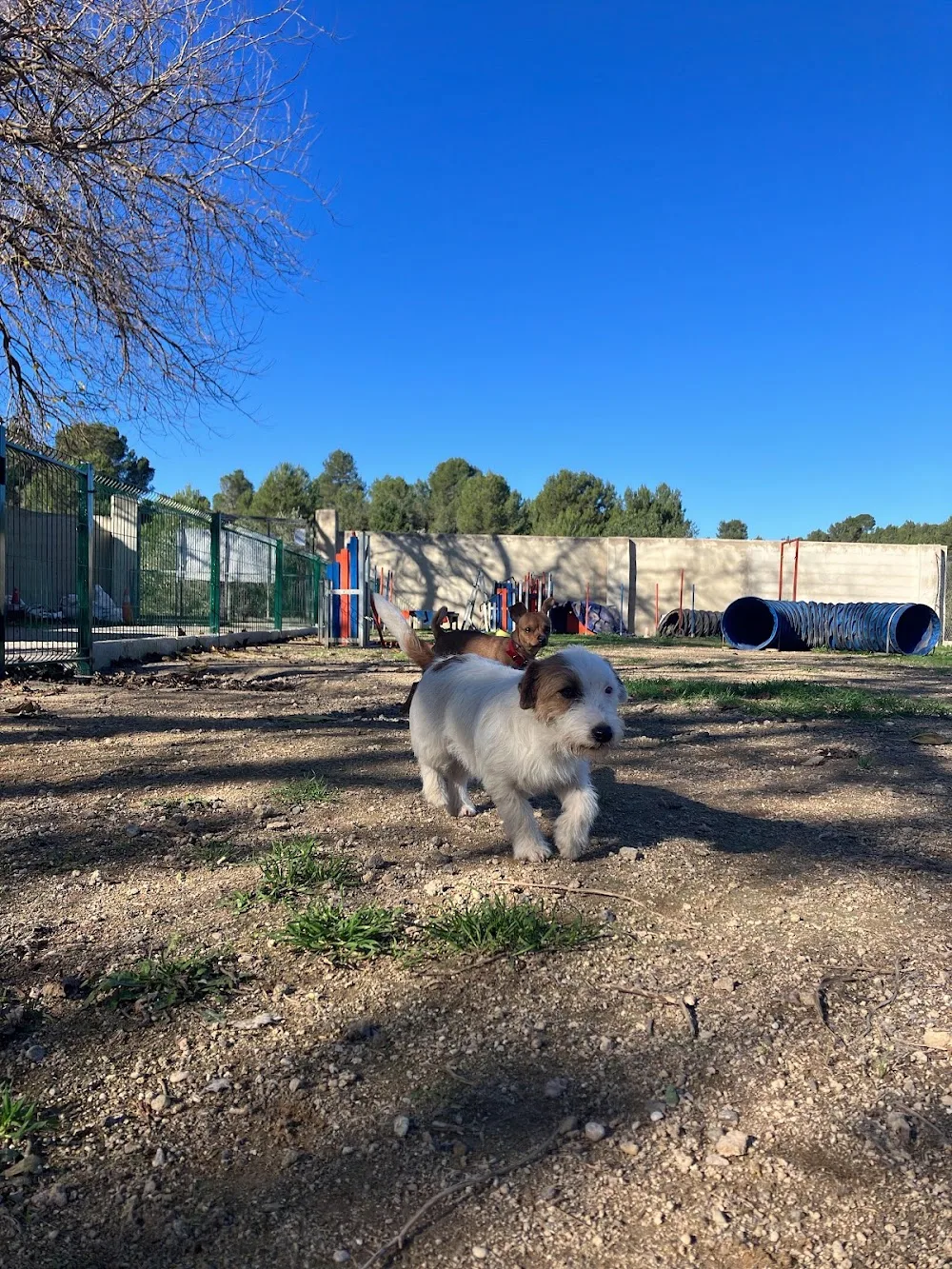 Residencia Canina Unidos - Valencian Community pet otel görseli 2
