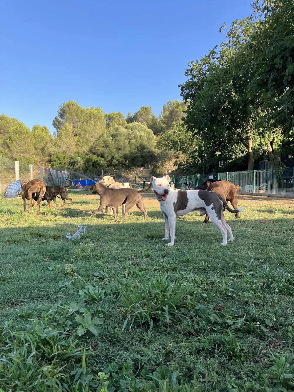 Residencia Canina Unidos - Valencian Community pet otel görseli 3