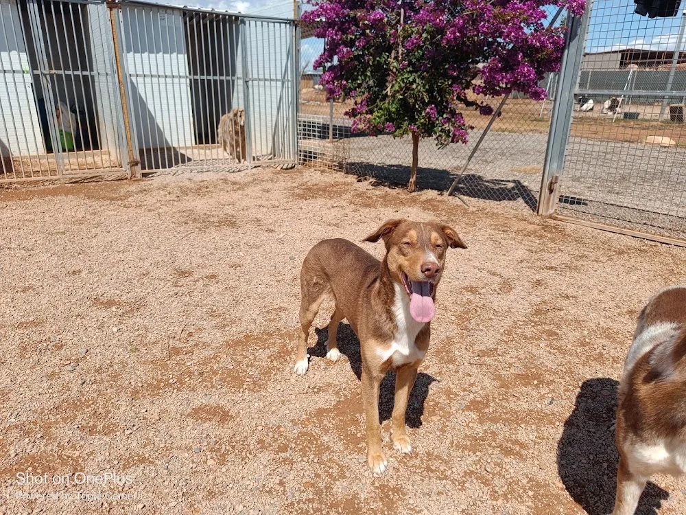 Residencia canina Valencia CENCAVAL. - Valencian Community pet otel