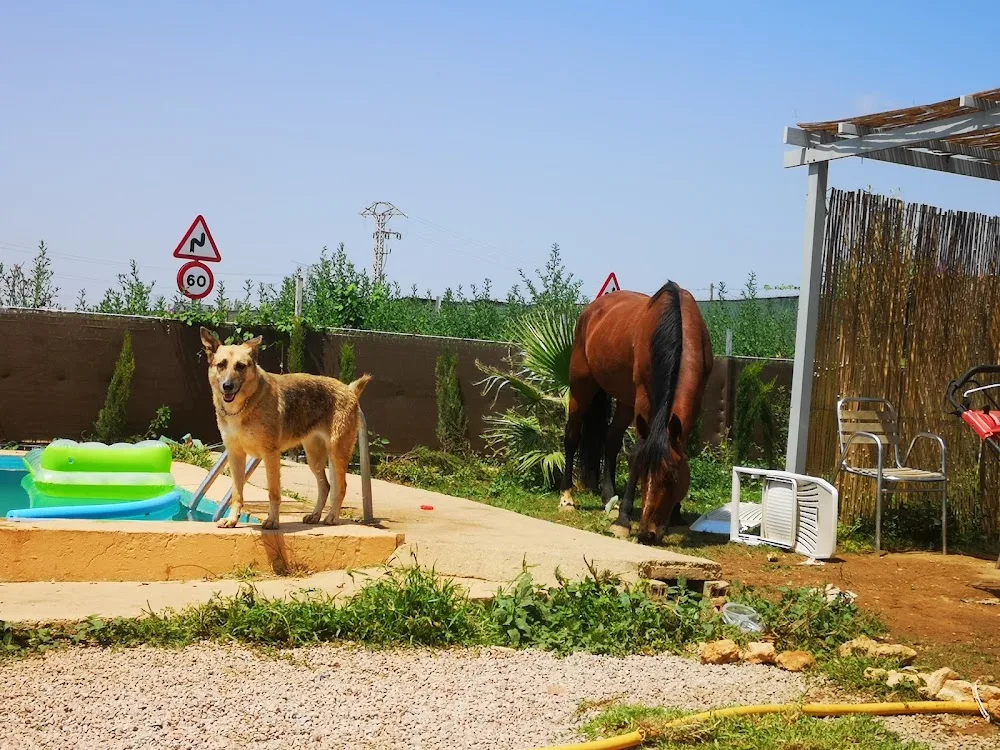 Residencia canina Valencia CENCAVAL. - Valencian Community pet otel görseli 3