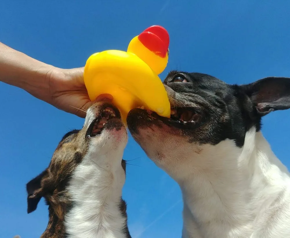 residencia canina welcome - Valencian Community pet otel görseli 3