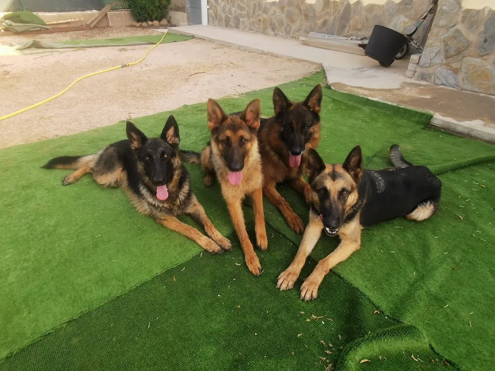 Residencia y Escuela Canina Ferrican - Valencian Community pet otel