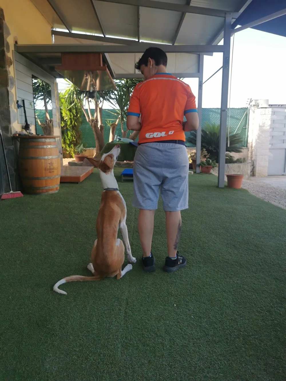 Residencia y Escuela Canina Ferrican - Valencian Community pet otel görseli 3