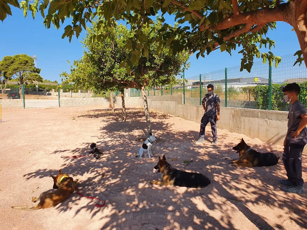 Residog - Valencian Community pet otel görseli 3