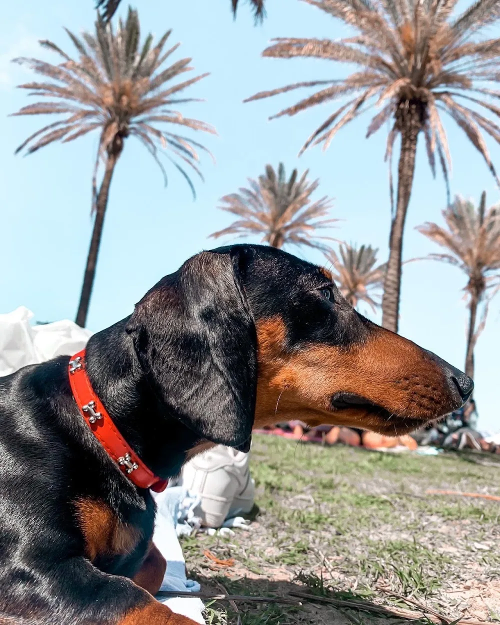 Rincon Huellitas - Valencian Community pet otel görseli 2