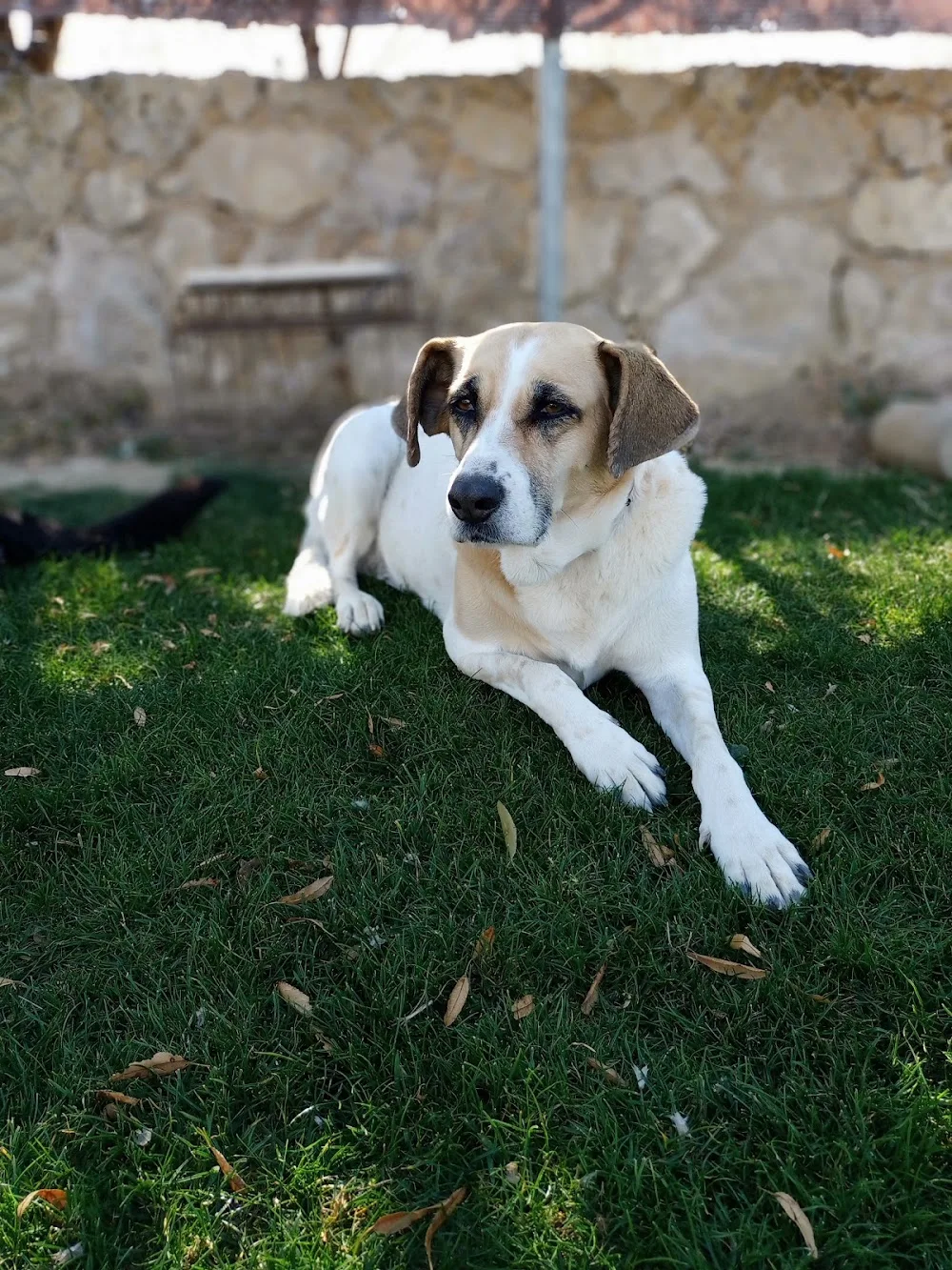 Doggyland - Valladolid pet otel görseli 3
