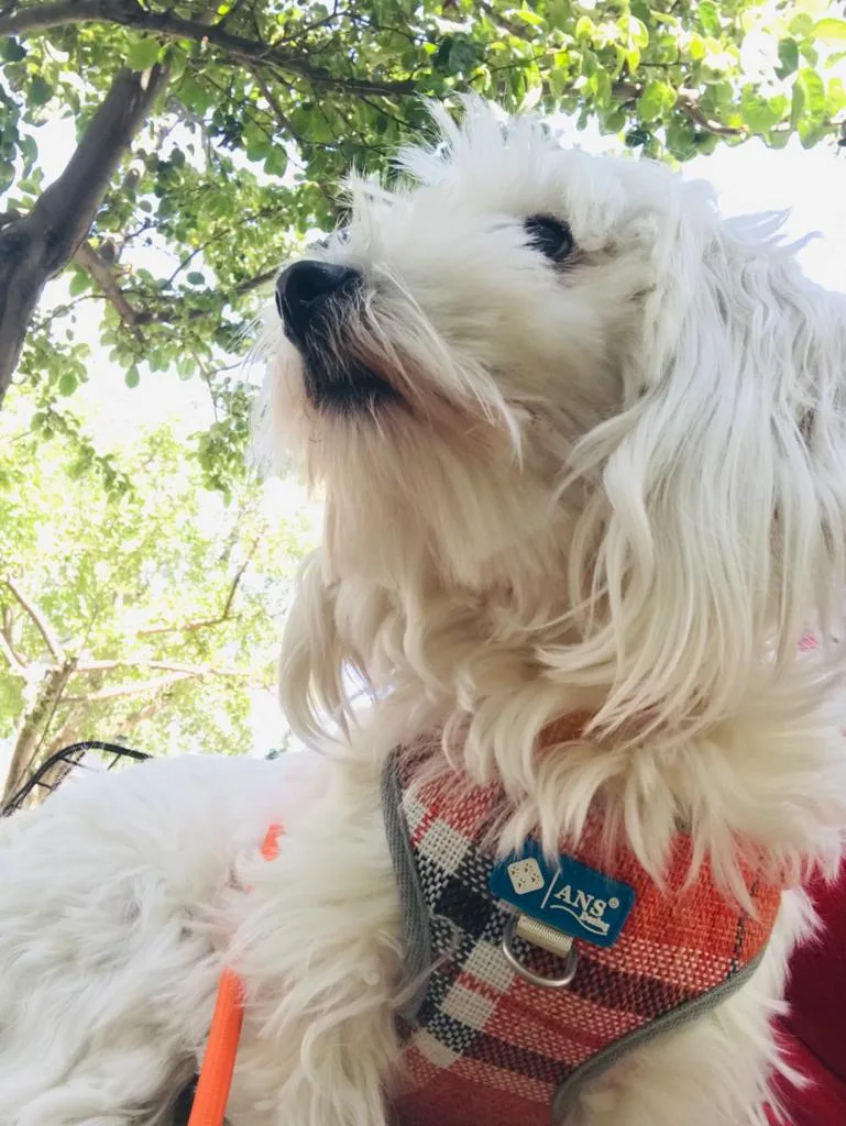 Van Edremit Doğa Pet Veteriner Kliniği ve Köpek Oteli - Van pet otel görseli 3