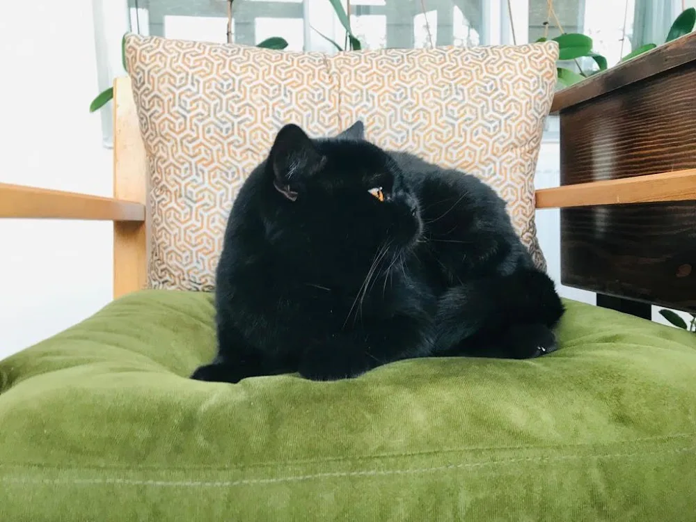 Van Edremit Köpek Oteli - Van pet otel görseli 2