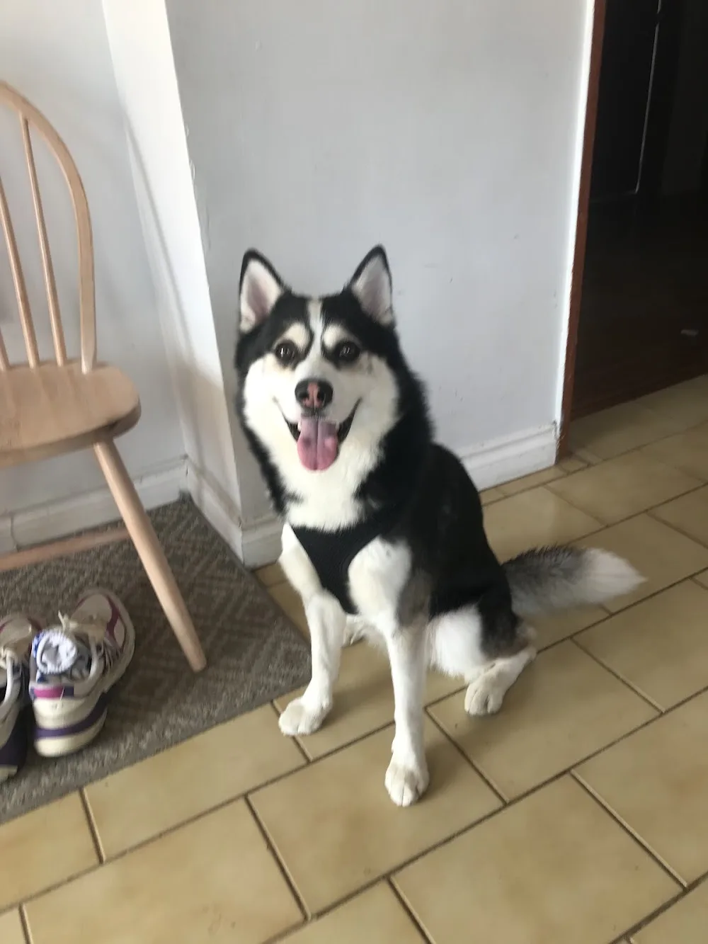 4D Dog Care Vancouver - Vancouver pet otel